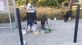 Heartbreaking sight as wild boar filmed eating plastic waste near Marseille bus stop