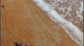Dead baby sea turtle washed up on shore