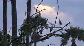 Five open billed storks on a tree under a sunset sky.