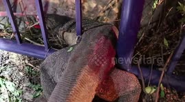 Monitor lizard rescued after getting stuck in metal bars in Thailand