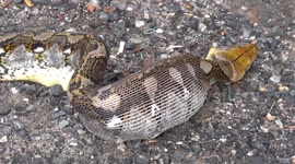 Python regurgitates rooster after raiding coop while Thai owner was away