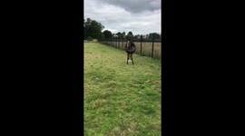 Horsing around