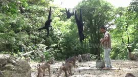 Wild apes in Indonesia called for feeding by handler using horn