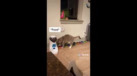 Clever cat uses buttons to ask her owner for catnip and food