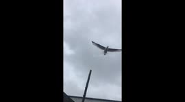 Seagull attacks me when trying to leave work