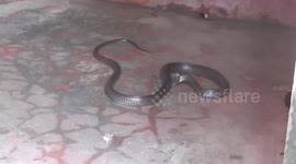 Incredible moment snake devours rat inside toilet in northeastern India
