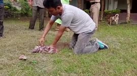 Large lizard rescued after getting stuck in university bathroom in India