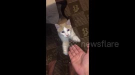 Cat pet high-fiving his owner a 100 times compilaton