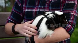 An animal lover has caused a stink in his hometown during lockdown as he has been going for a walk - with his pet SKUNK