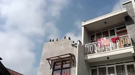 Monkeys terrorising village in Indonesia after building site forced them from their homes