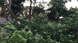 Large tree down kills power in Toronto