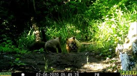 Two adorable bear cubs wrestle near a pond