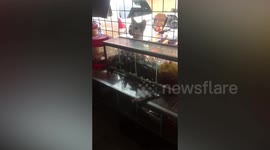 Stray cat 'buys' candy from store in the Philippines