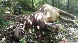 Elephant found dead after eating pieces of plastic litter which blocked stomach