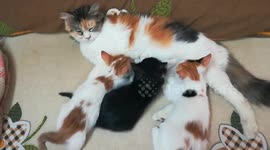 Fluffy Triplets Cotton Sweet Kitties