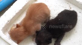 Two kittens rescued while monitor lizard tries to eat them in Thailand