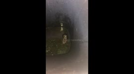 'Screaming for help': Tiny mouse rescued from water-filled trash can in Ohio