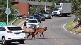 Traffic jam as elk in Colorado cross busy street