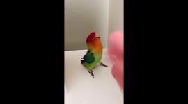 Lovebird jumps like a pogo stick