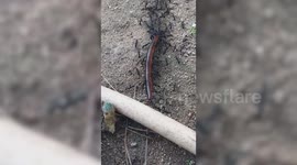 Dozens of ants 'kidnap' huge centipede in Thailand
