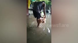 Puppy Plays On Flooded Road After Rain