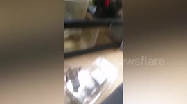 Hungry Lizard Tears Open Lunch Box