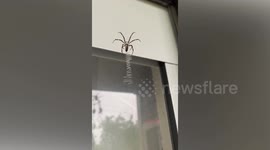 Diligent Spider Repairs Web Damaged By Storm