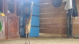 Bangau Liar Masuk Ke rumah warga