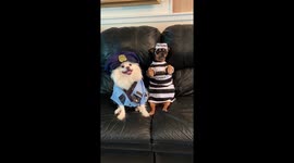 When you’re  arrested for stealing dog treats.