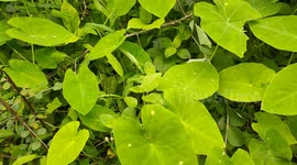 Learn character from trees values from roots and change from leaves!!