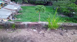 The Silent Grass On The Roof,Create Little Story The Grass Covid-19