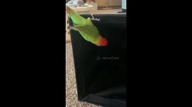 NOT as sweet as a Peach lovebird!