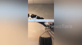 Cat falls down while swinging on shower door