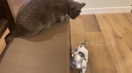 Cat plays hide-and-seen with robot dog in California