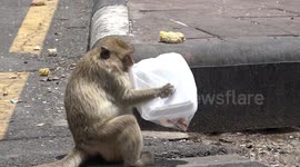 Mother monkey opens lunch as seven children watch eagerly