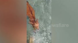 Just an adorable goat going for a swim with two dogs