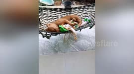 American pit bull pooch relaxes in hammock with favourite doll