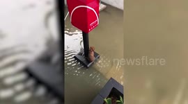 Lost puppy rescued after sheltering under post box during floods in Thailand