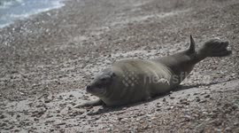 Sammy the seal soaks up the sun on Weymouth beach