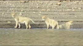 Trio of endangered Asian lionesses ford river in rare sighting