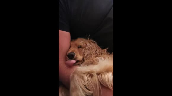 Sleepy dog loving daddy dog