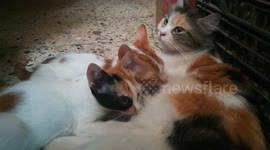 Two Growing Kitties Still Prefer Breastfeeding