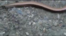 Slow Worm in wild