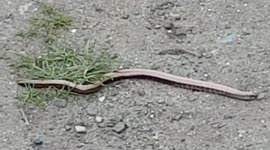 Wild Slow Worm Lizard