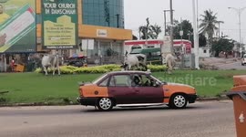 Cattle take over Dansoman Roundabout