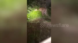 Forest department officials rescue male leopard left injured after fight in central India