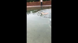 Corgi is swimming in the pool