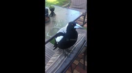 Talking magpie - did you hear that?!