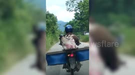 Bizarre moment farmer rides motorcycle with goat strapped to the back