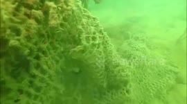 Divers shocked by dying coral reef covered by industrial waste in Thailand